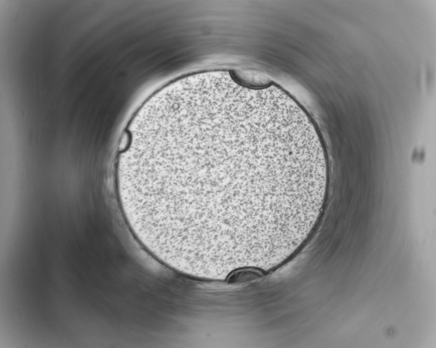 X0000101981296200808151352