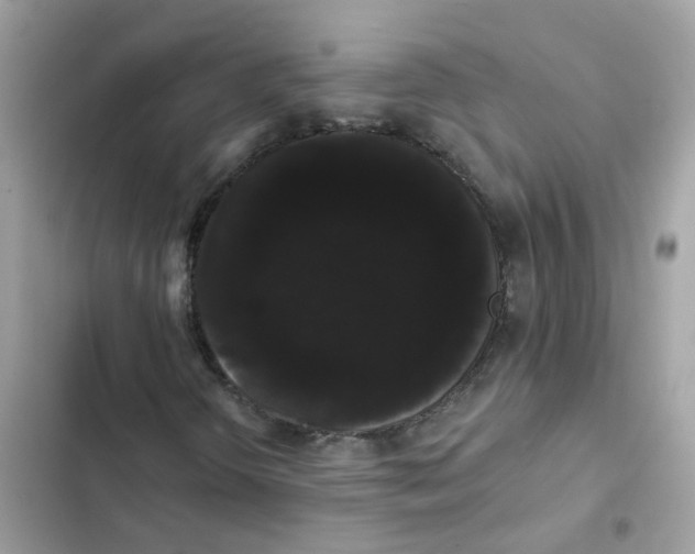 X0000101981298200808151352