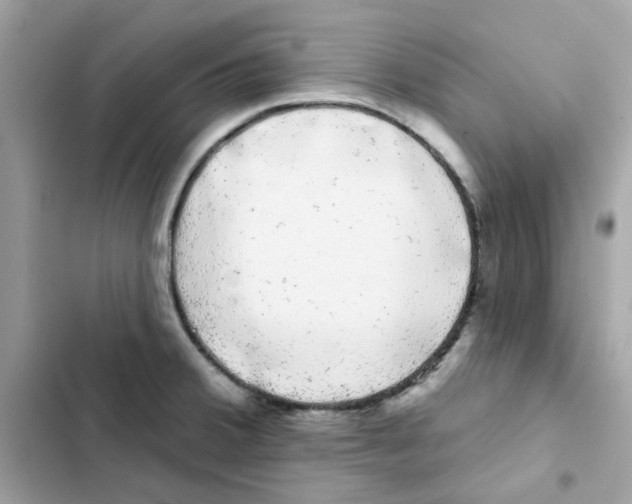 X0000101981380200808151351