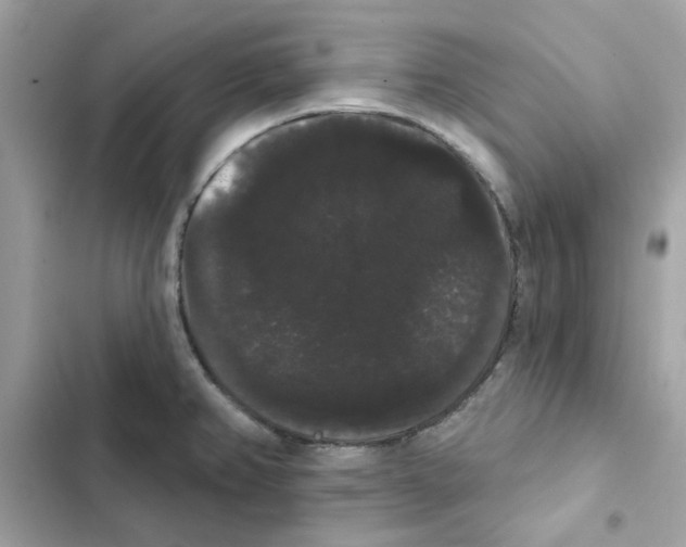 X0000101981382200808151351