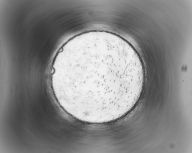 X0000101981392200808151351