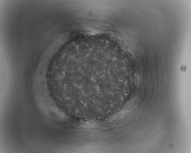 X0000101981393200808151350