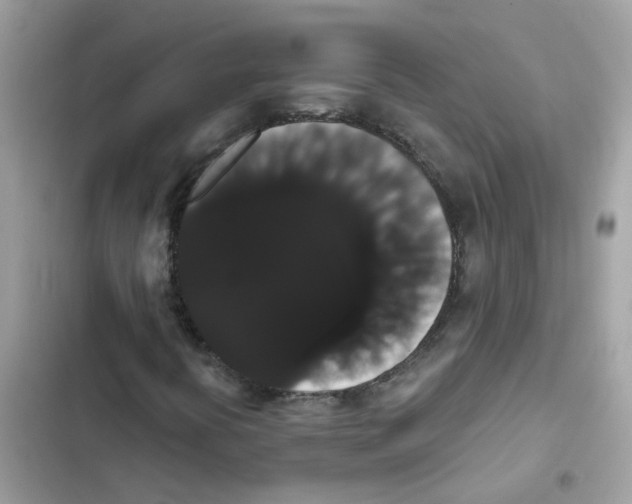 X0000101981394200808151350