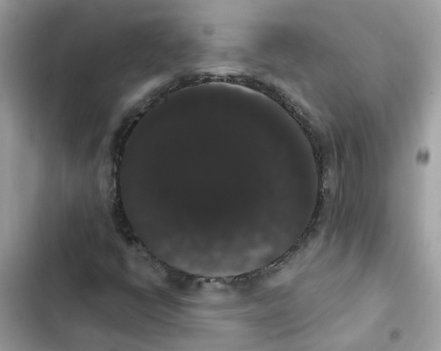 X0000101981398200808151350