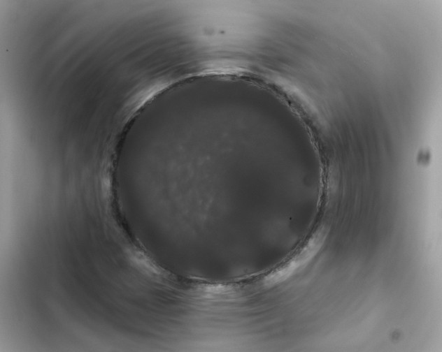 X0000101981401200808151350