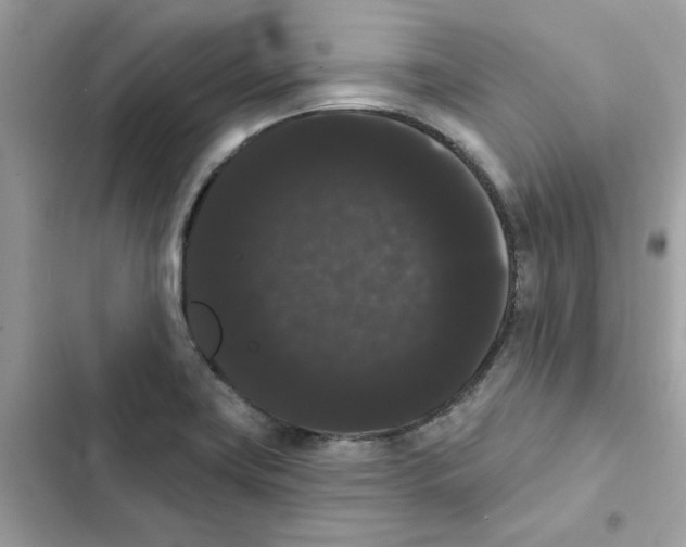 X0000101981419200808151351