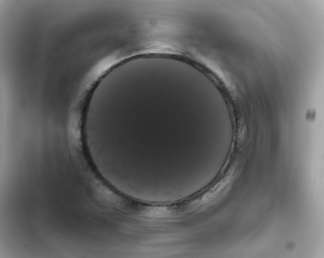 X0000101981455200808151350