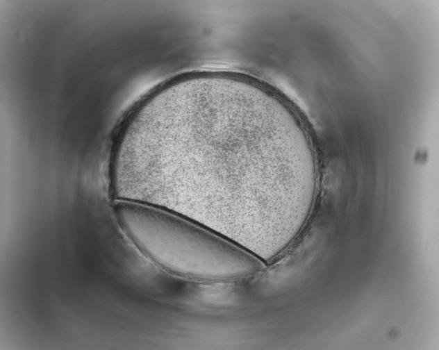 X0000101981456200808151350