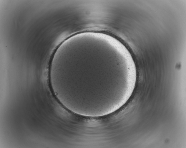 X0000101981459200808151350