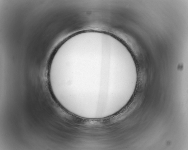 X0000101981462200808151350