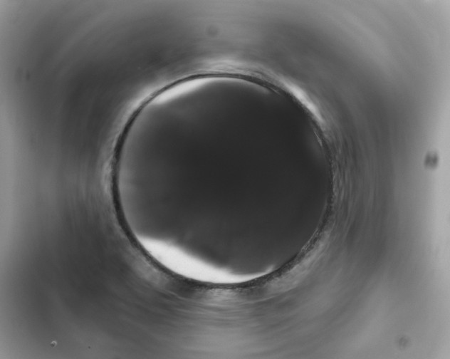 X0000101981463200808151350