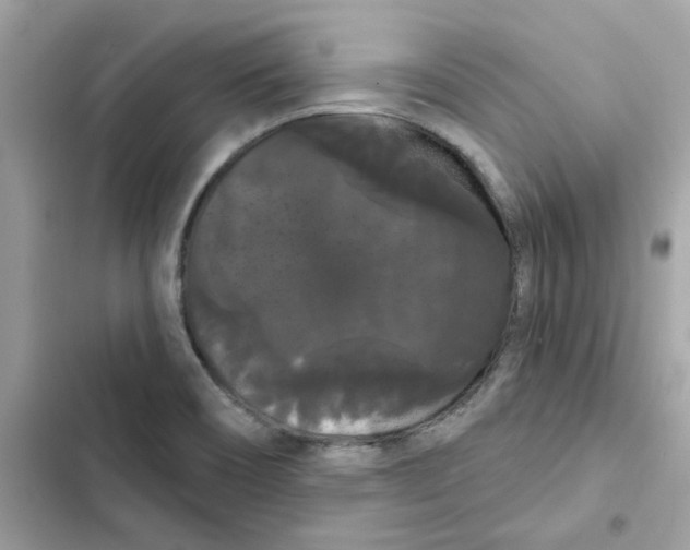 X0000101981466200808151350