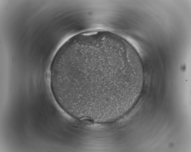 X0000101981476200808151350