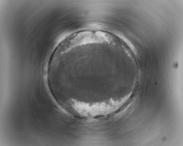 X0000101981477200808151350