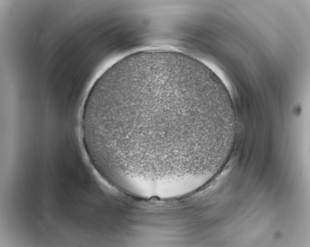 X0000101981485200808151350