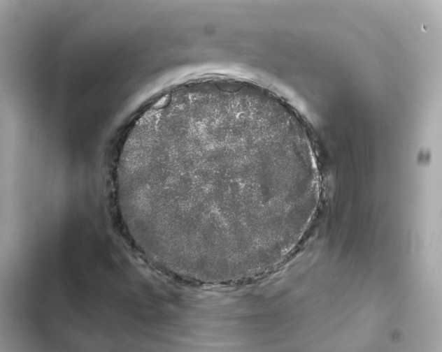 X0000101981496200808151349