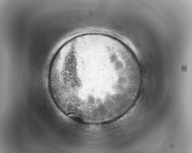 X0000101981504200808151349