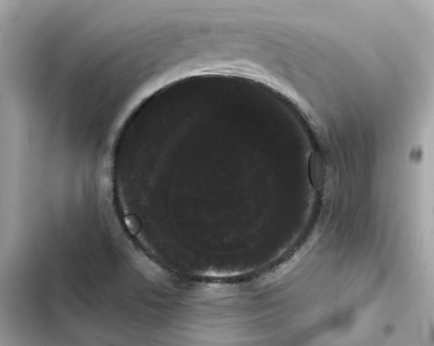 X0000101981506200808151349