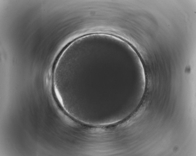 X0000101981515200808151349