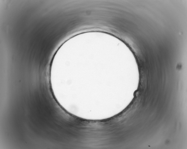 X0000101981516200808151349