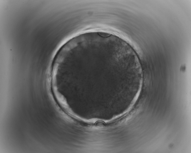 X0000101981522200808151349