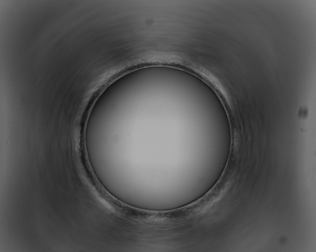 X0000101990581200807180827
