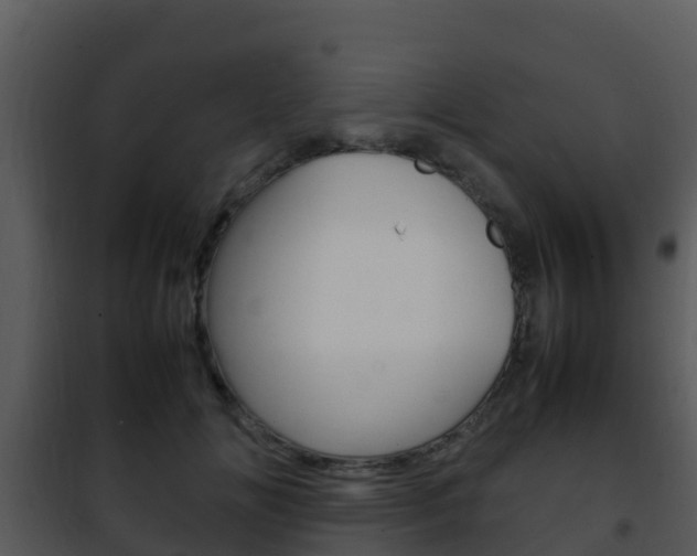 X0000101990702200807180825