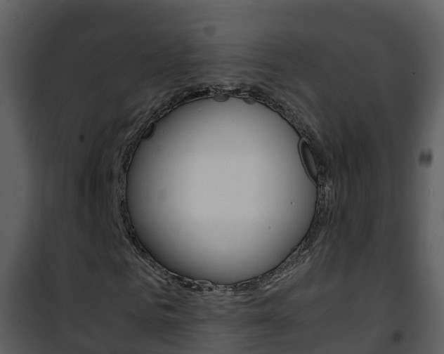 X0000101990961200807180821