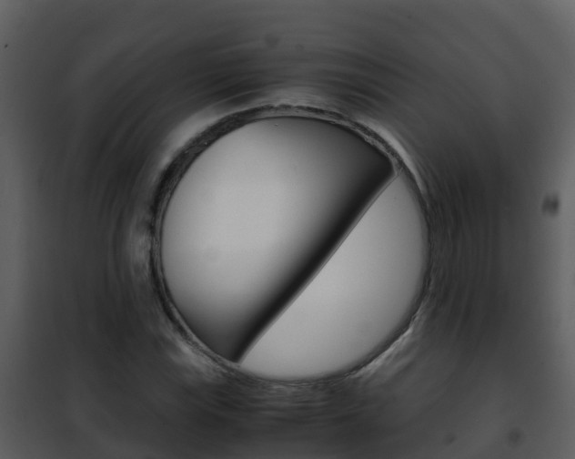 X0000101991115200807180818