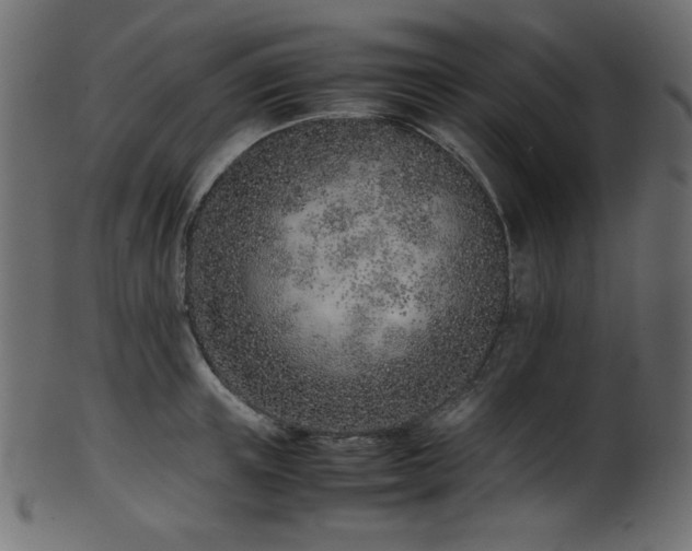 X0000101990851200807181146