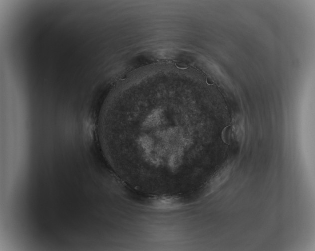 X0000101990235200807251232