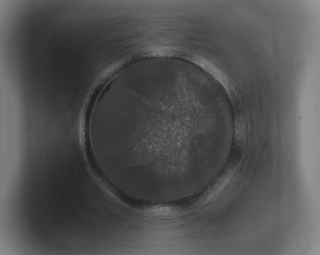 X0000101990581200807251228