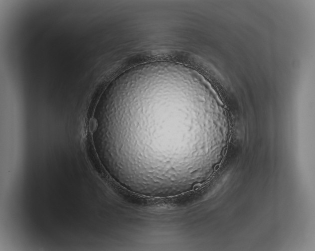 X0000101990593200807251227