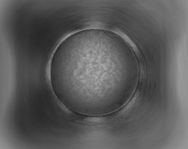 X0000101991246200807251219