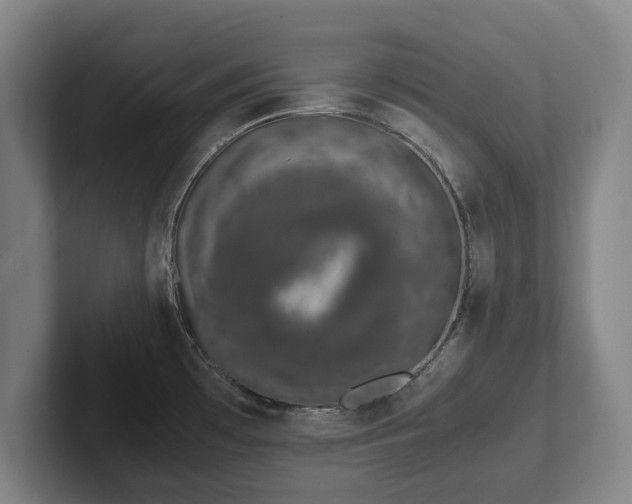 X0000101991481200807251216