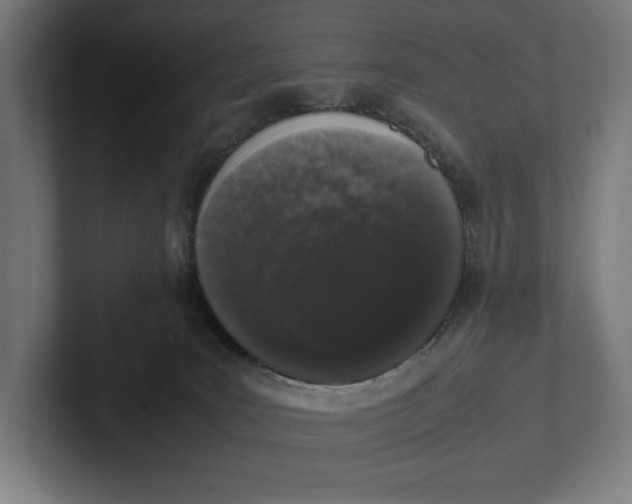 X0000101990035200808011110