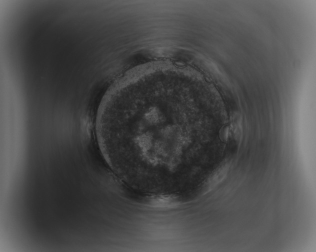 X0000101990235200808011107