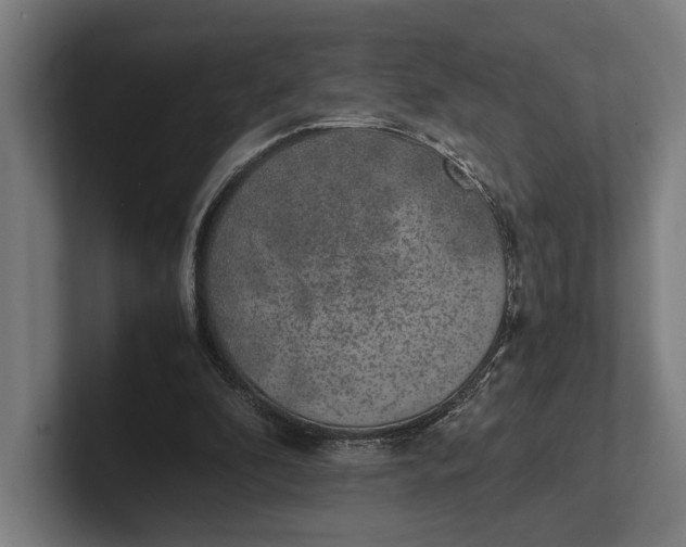 X0000101990296200808011107