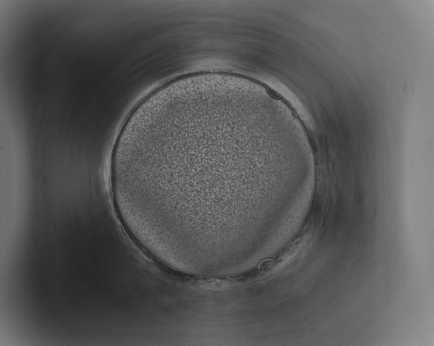 X0000101990815200808011100