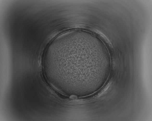 X0000101990977200808011058