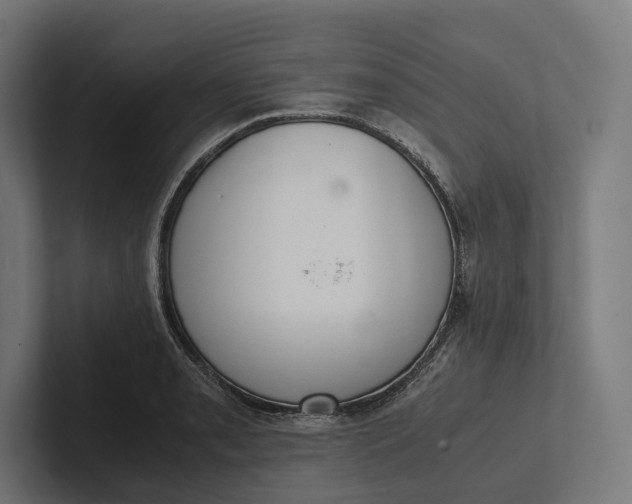 X0000101991085200808011056