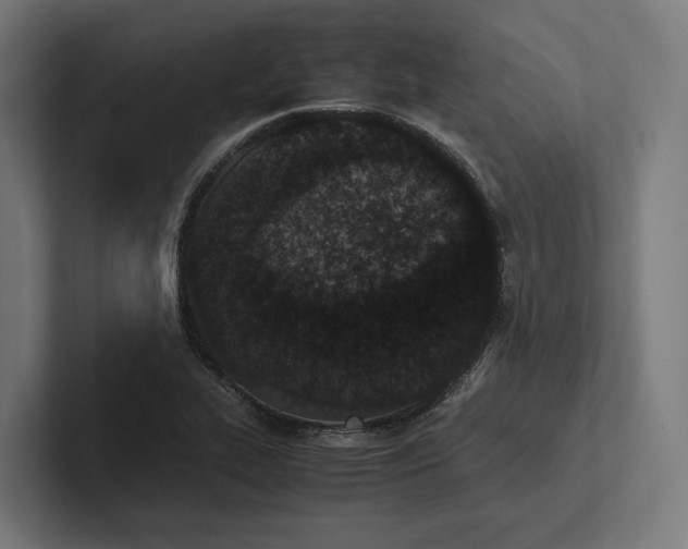 X0000101991319200808011053