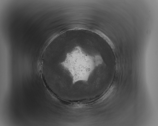 X0000101991385200808011052