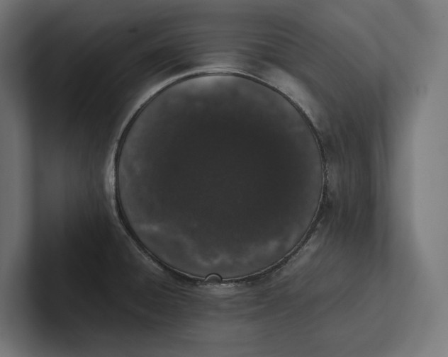 X0000101991428200808011052