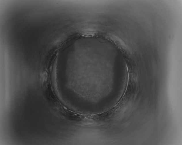 X0000101991445200808011051