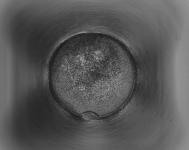 X0000101991506200808011050