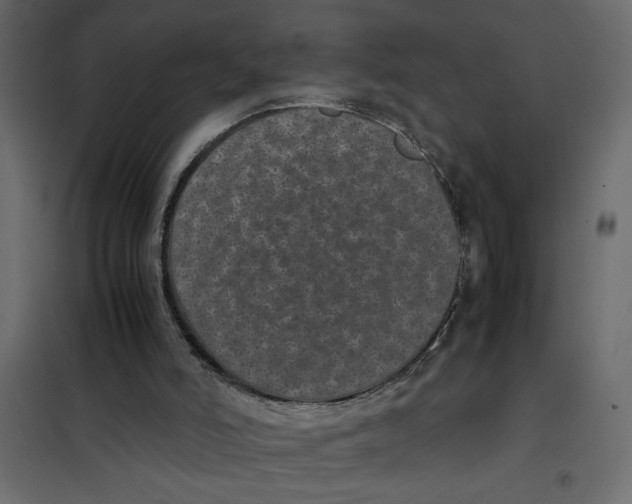 X0000101990006200808081647