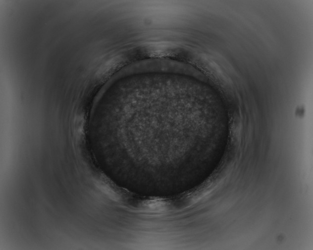 X0000101990219200808081644