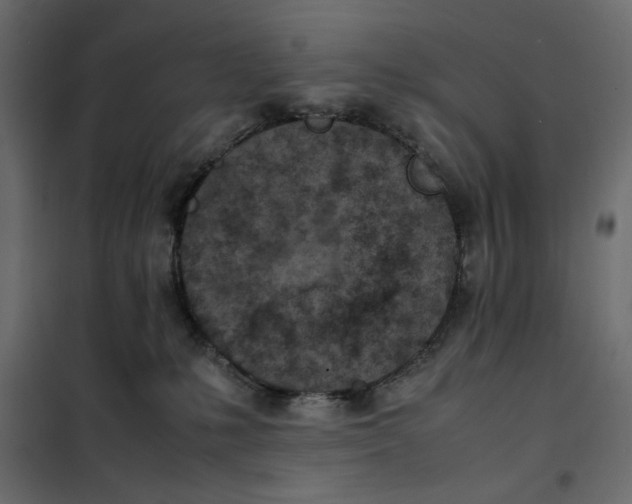 X0000101990231200808081643