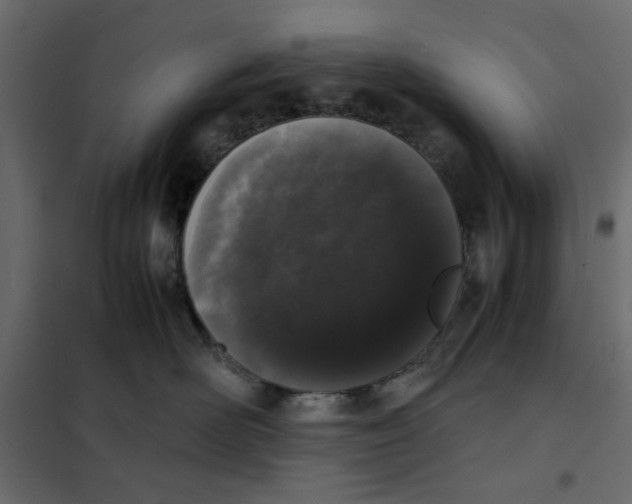 X0000101990526200808081639